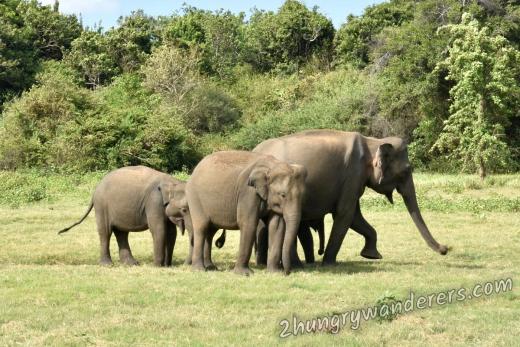 The best place for an elephant safari in Sri Lanka - all the info you need about Kaudulla and Minneriya