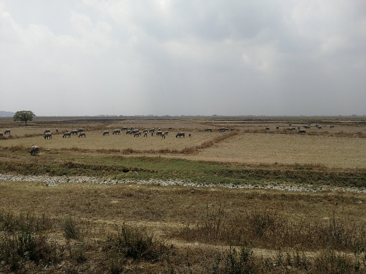 Some buffalos in the field