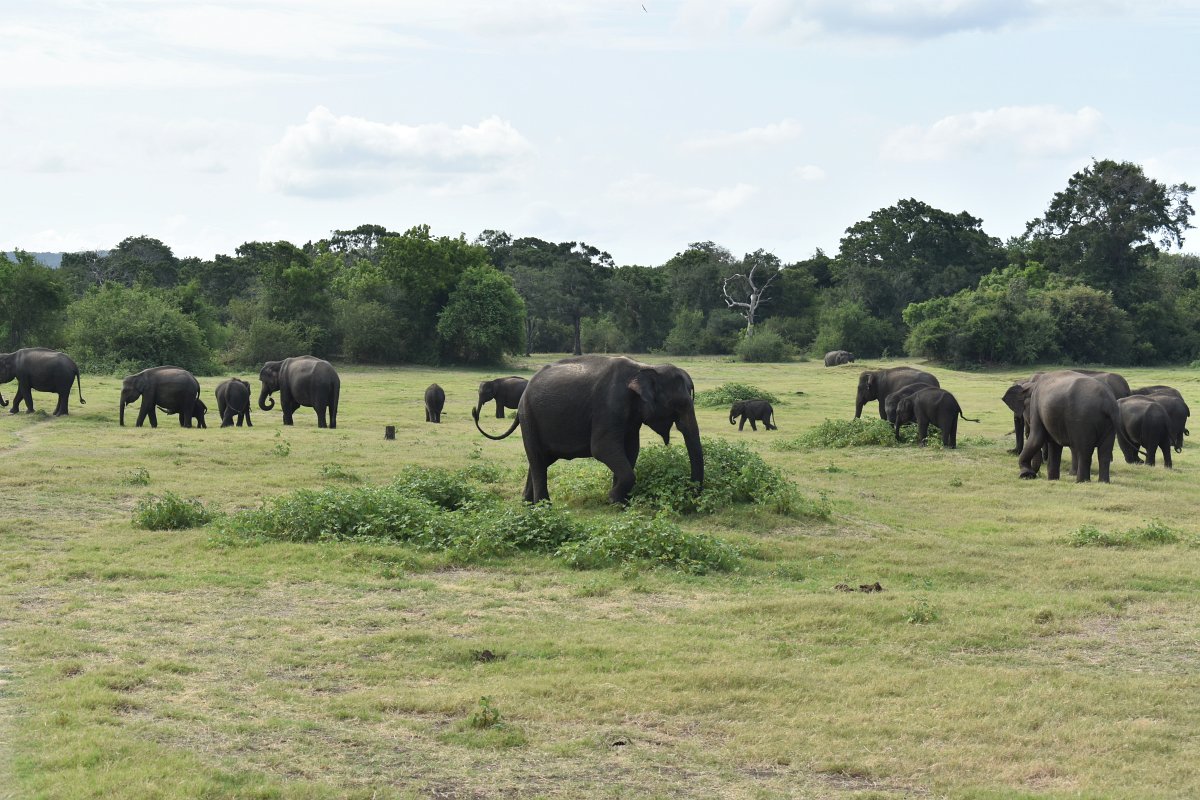Just a part of the largest herd we saw