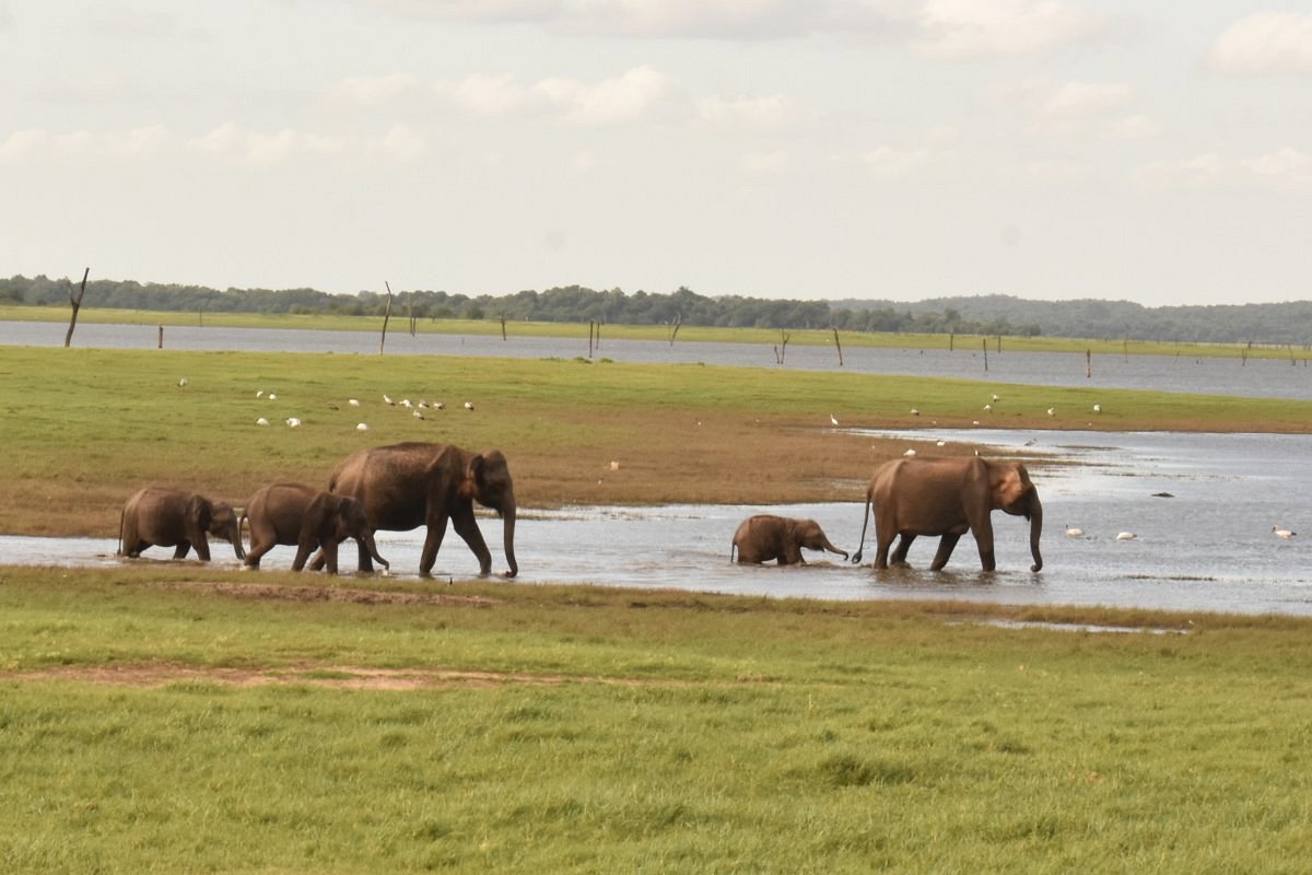 elephants at the water