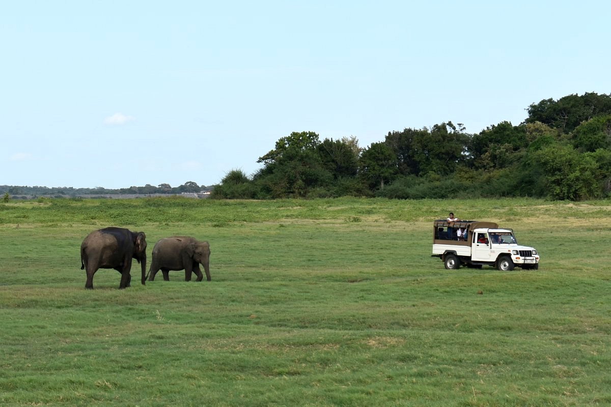 elephant safari