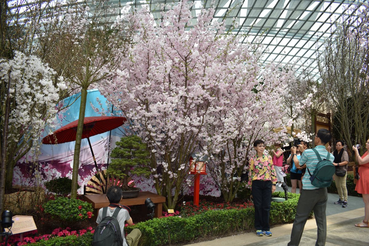 Hanami - Flower watching