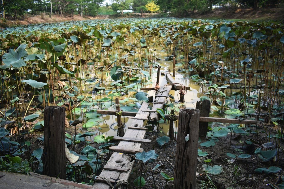 Lotus lake