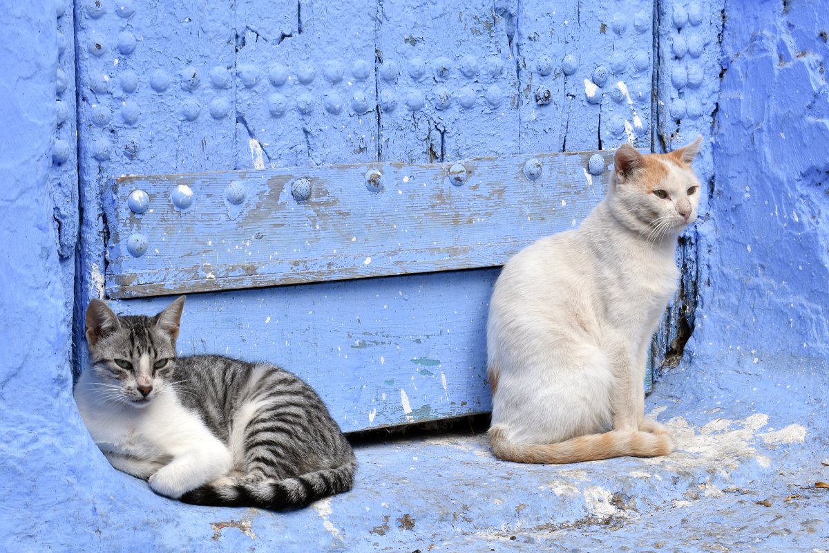 Feral cats in Chefchaouen