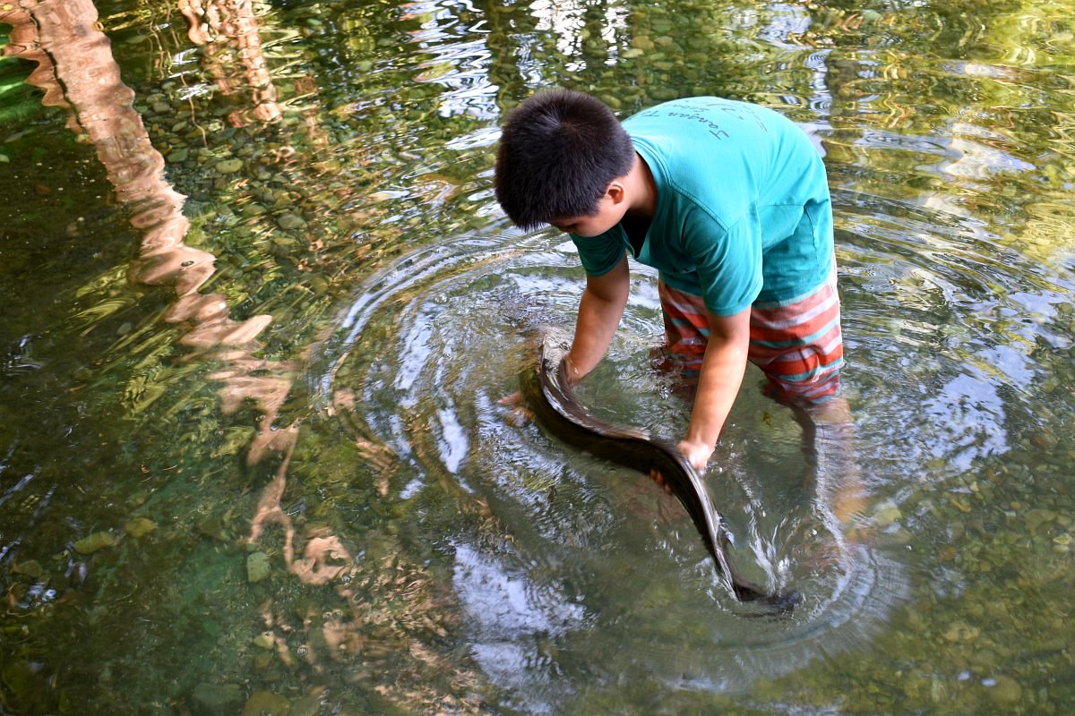 the sacred eels of Waai