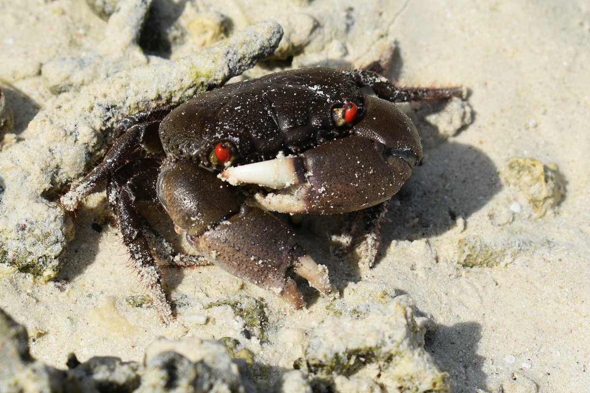 beach crab at Liang beach