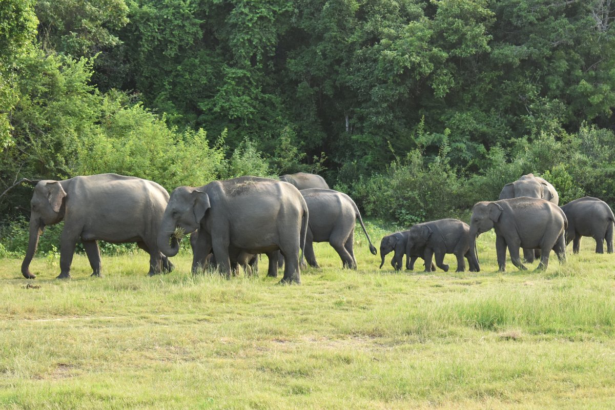 elephant safari