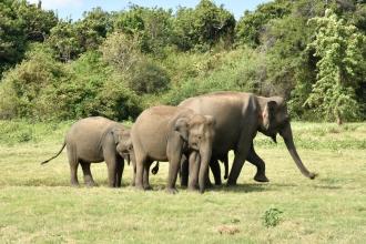 The best place for an elephant safari in Sri Lanka - all the info you need about Kaudulla and Minneriya