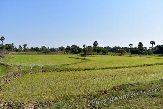 Rice paddy
