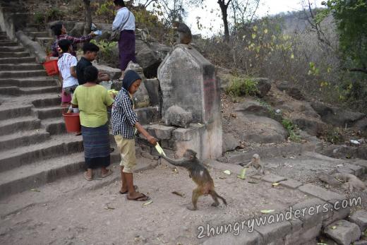 Pho Win mountain monkeys